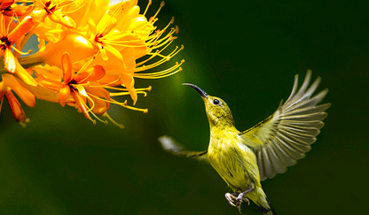 Flowers and bird